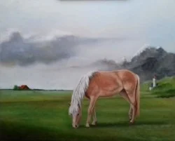 Haflinger